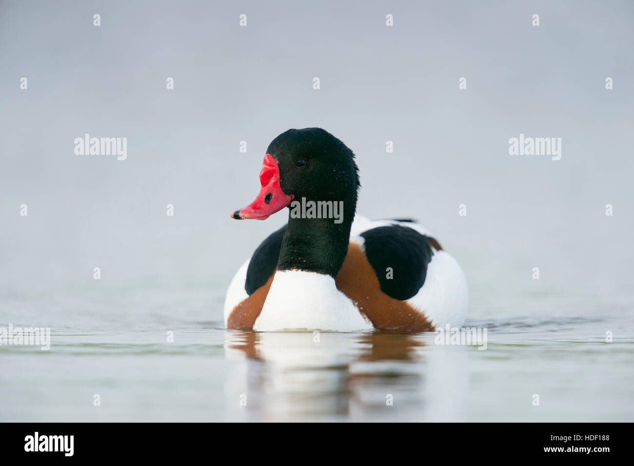Shelduck / Brandgans ( Tadorna tadorna ), male in colorful breeding dress, swims close by, frontal low point of view, wildlife. Stock Photo