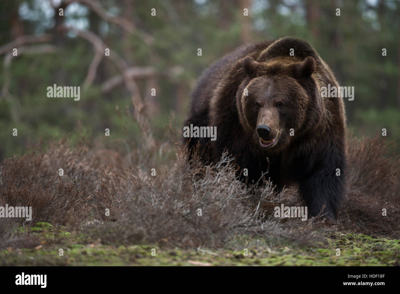 European Brown Bear ( Ursus arctos ) standing in the undergrowth at the edge of a forest, dangerous encounter. Stock Photo