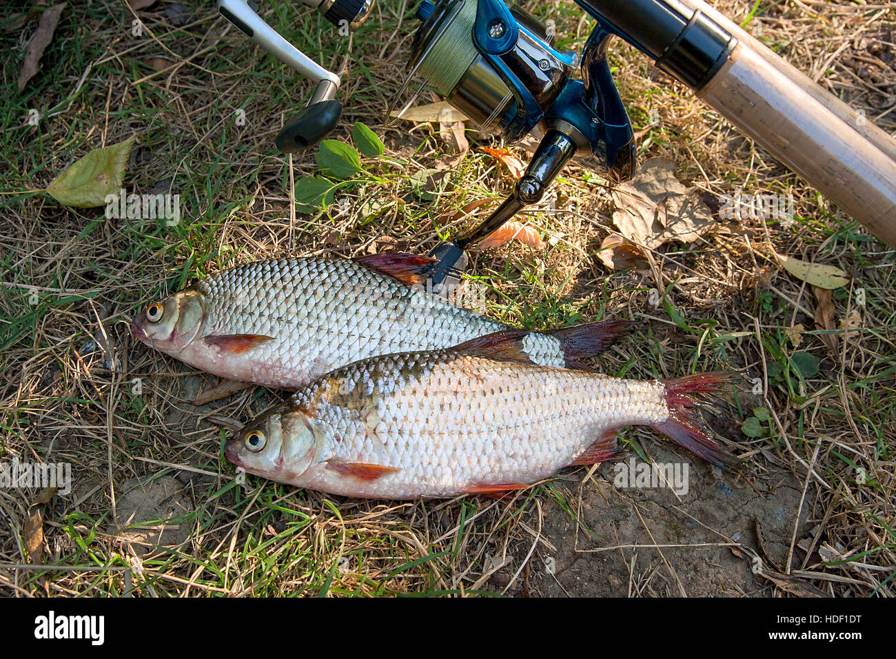 Premium Photo  Catching freshwater fish and fishing rods with