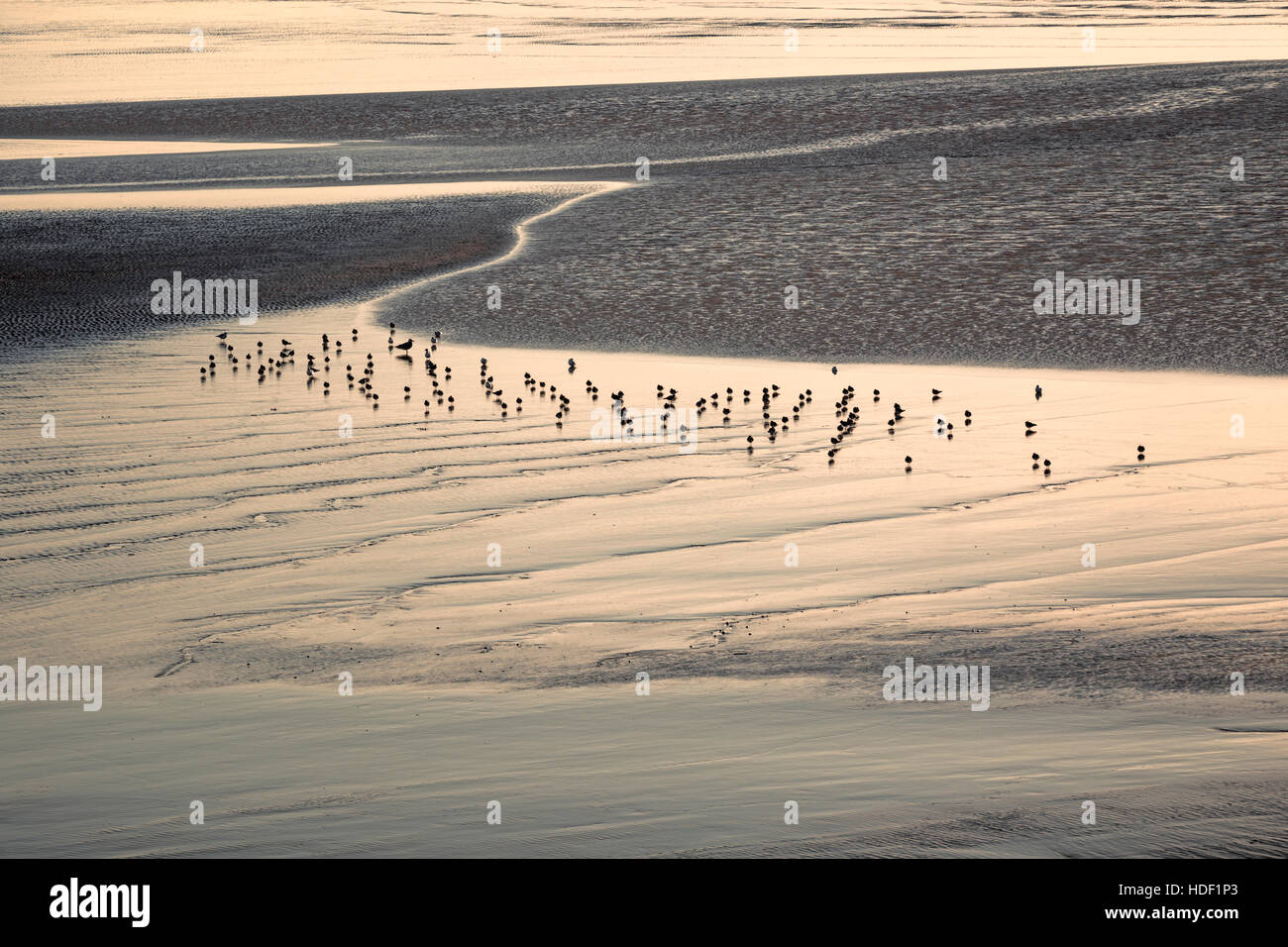 Birds at low tide on the estuary. Stock Photo