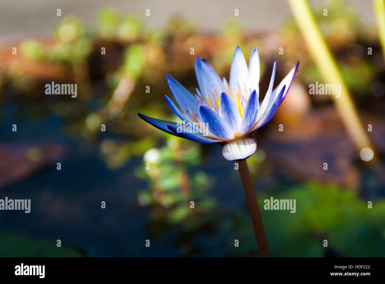 Close up of a purple water lily with blurred background Stock Photo - Alamy