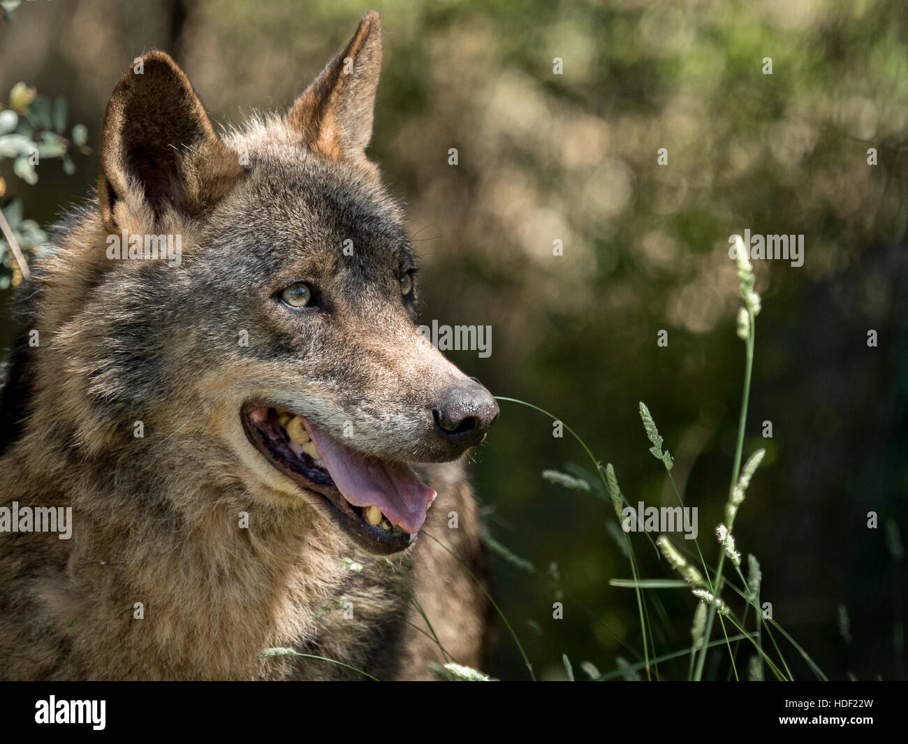 Wolf portrait  (Canis lupus signatus) in the bushes in summer in Spain Stock Photo