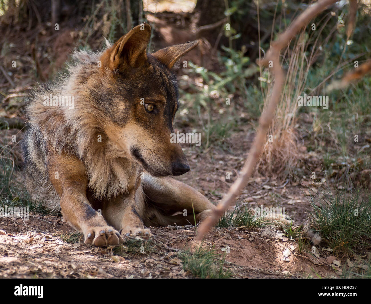 Iberian wolf lying down in the forest  in summer Stock Photo