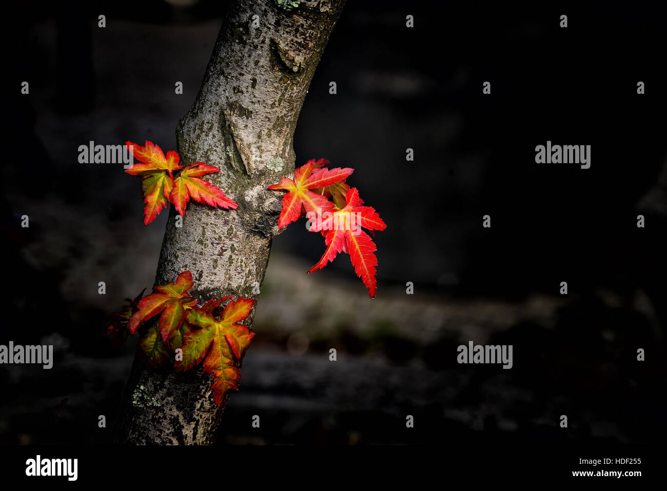 Maple leafs hi-res stock photography and images - Alamy