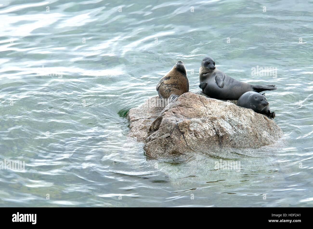 The Baikal seal nerpa Stock Photo - Alamy