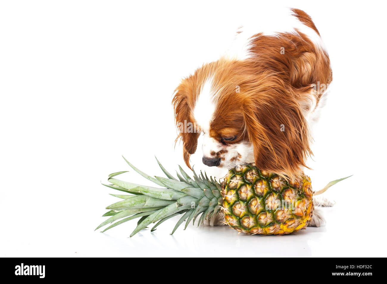 Can dogs eat fruit illustration. Tropical fruit and cavalier king