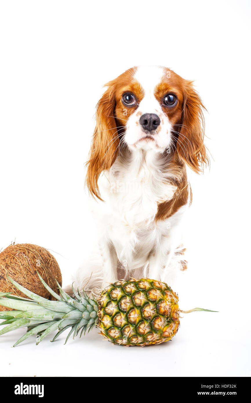 Can dogs eat fruit illustration. Tropical fruit and cavalier king charles spaniel dog. Dog with fruit food. Dog health care. Stock Photo