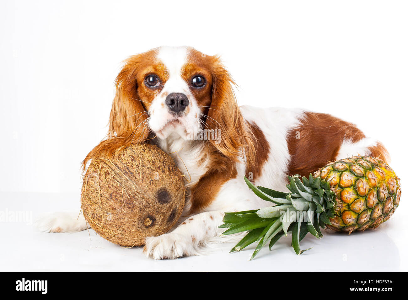Can dogs eat fruit illustration. Tropical fruit and cavalier king