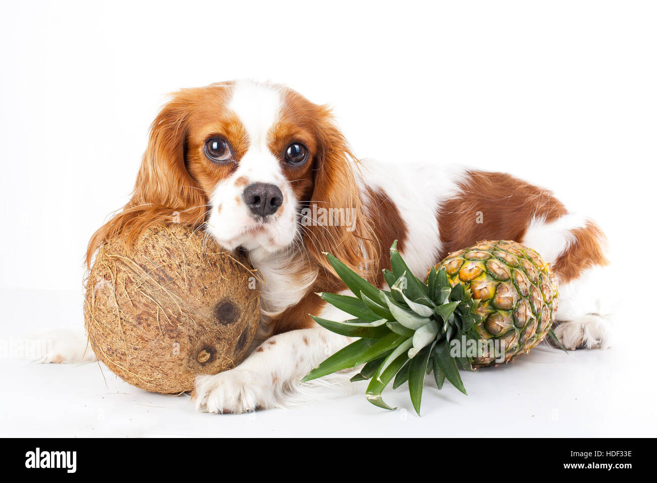 Can dogs eat fruit illustration. Tropical fruit and cavalier king charles spaniel dog. Dog with fruit food. Dog health care. Stock Photo