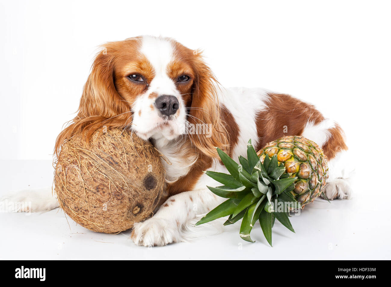 Can dogs eat fruit illustration. Tropical fruit and cavalier king charles spaniel dog. Dog with fruit food. Dog health care. Stock Photo