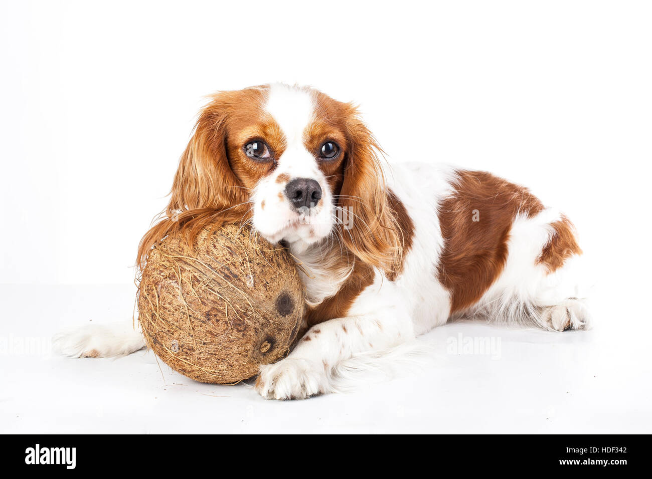 Can dogs eat fruit illustration. Tropical fruit and cavalier king