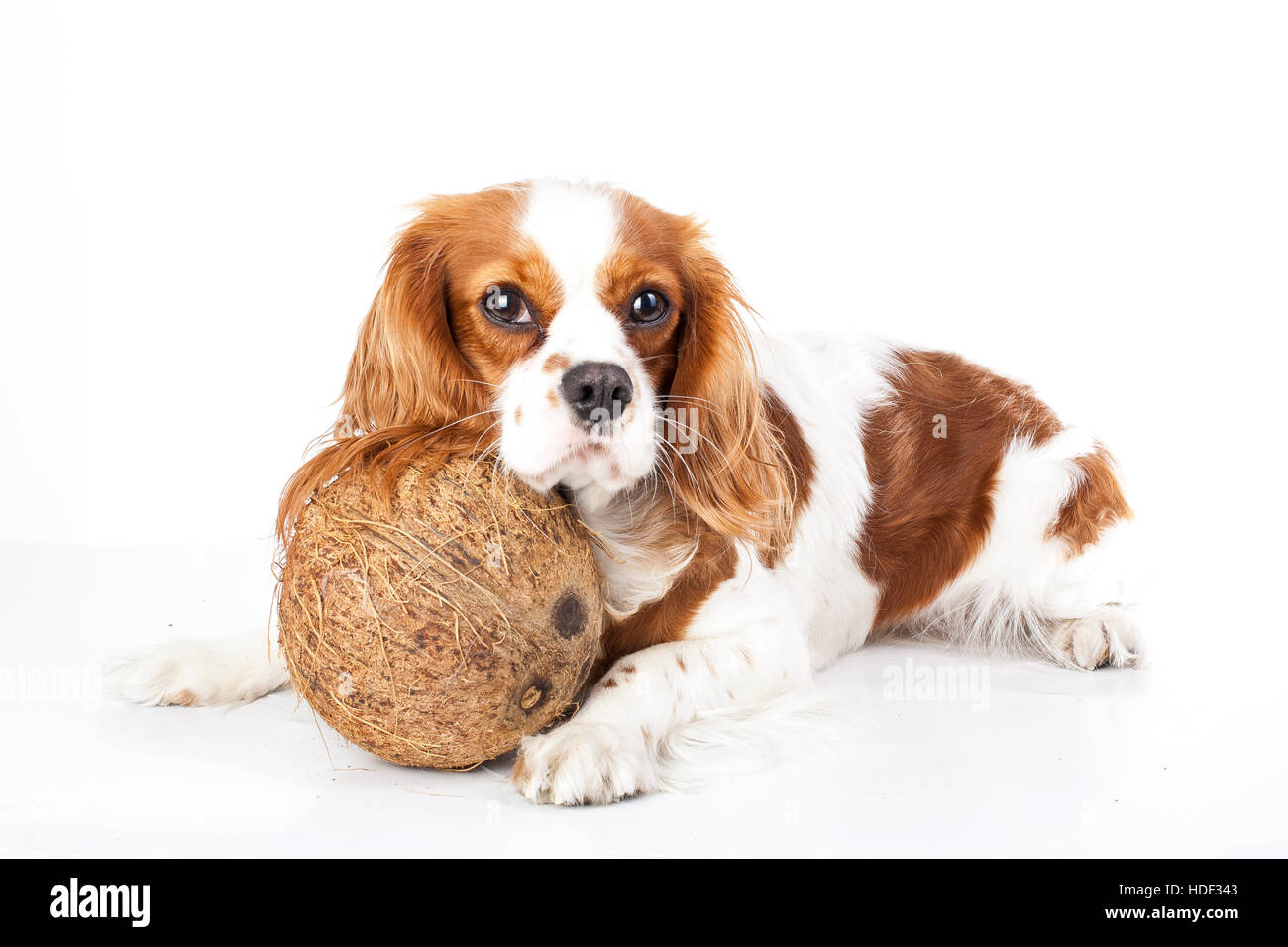 Can dogs eat fruit illustration. Tropical fruit and cavalier king