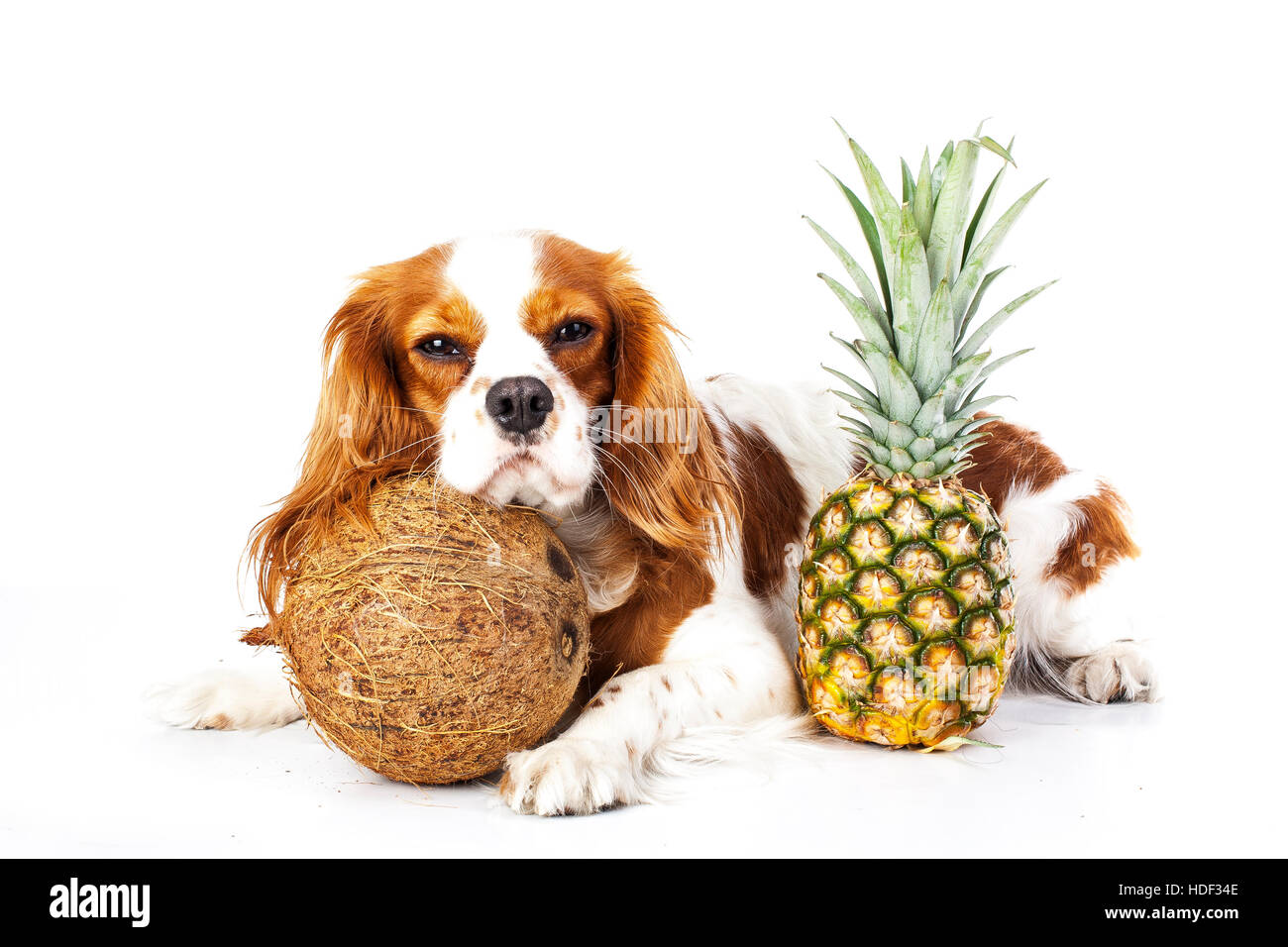 Dog with fruits Stock Photo