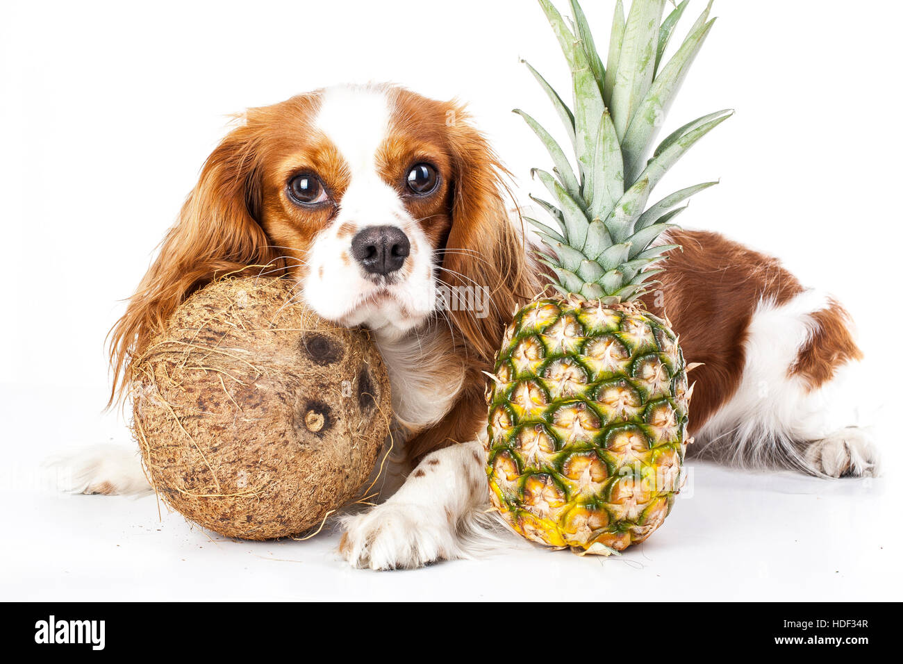 Can dogs eat fruit illustration. Tropical fruit and cavalier king charles spaniel dog. Dog with fruit food. Dog health care. Stock Photo