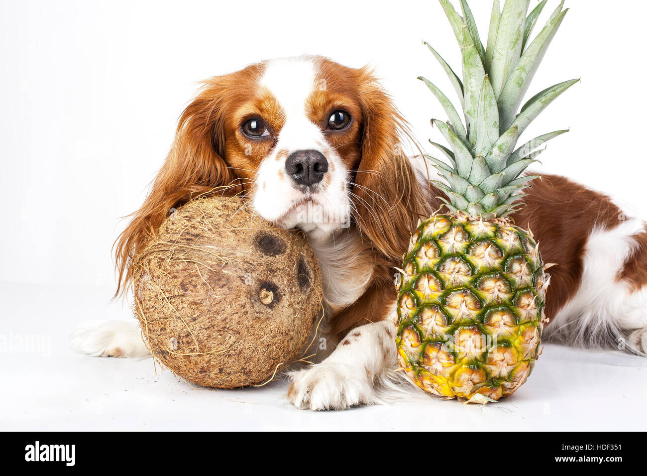 Can dogs eat fruit illustration. Tropical fruit and cavalier king