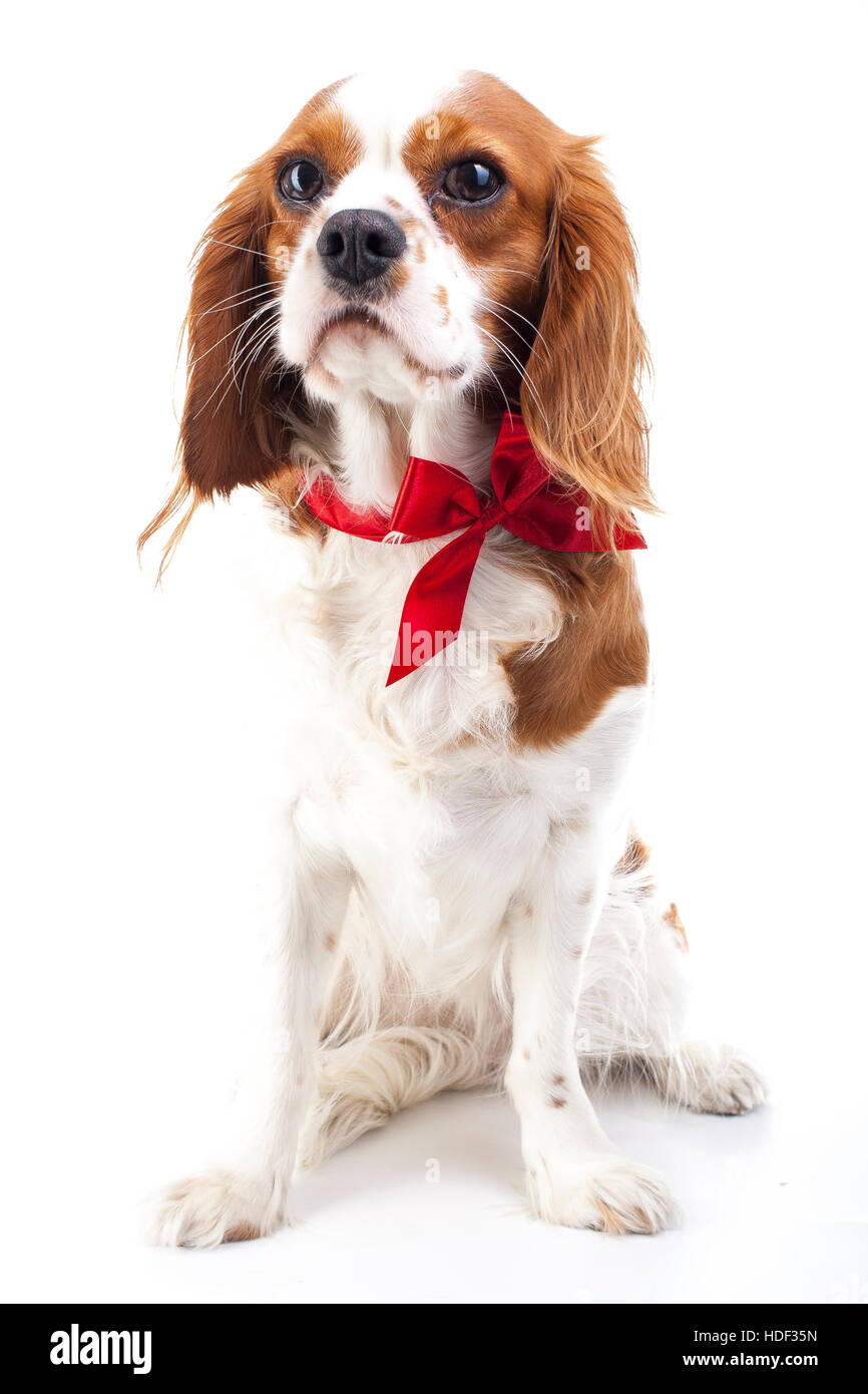 Cavalier king charles spaniel illustration for any concept. Real live dog for christmas? Dog as present illustration. Dog with red bow. Responsibility Stock Photo