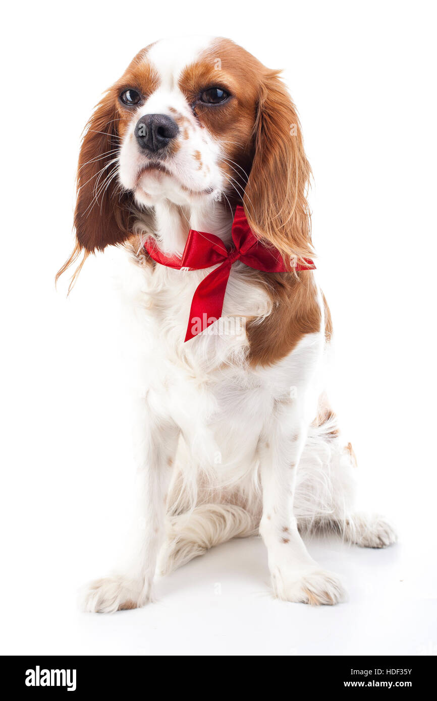 Cavalier king charles spaniel illustration for any concept. Real live dog for christmas? Dog as present illustration. Dog with red bow. Responsibility Stock Photo