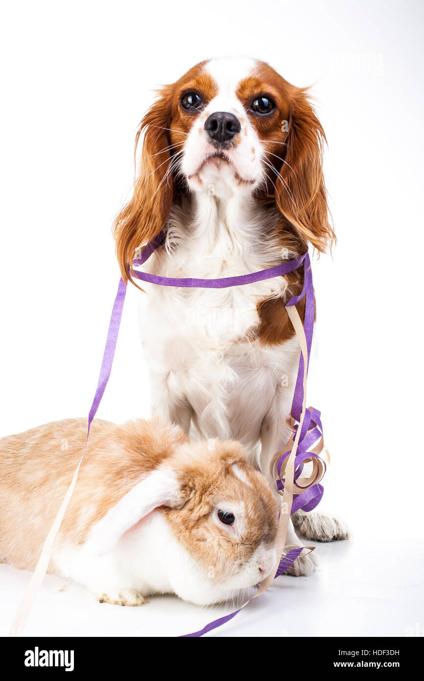 Dog with lop together hi-res stock photography and images - Alamy