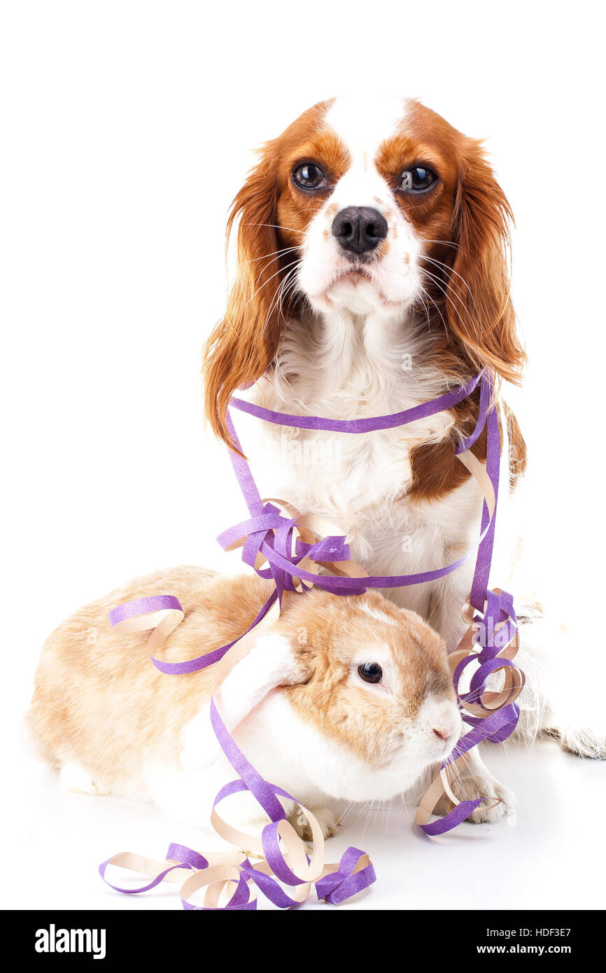Animals celebrate your concept. Bunny lop and dog king charles dog in studio. Rabbit with dog white studio photo illustration. Stock Photo