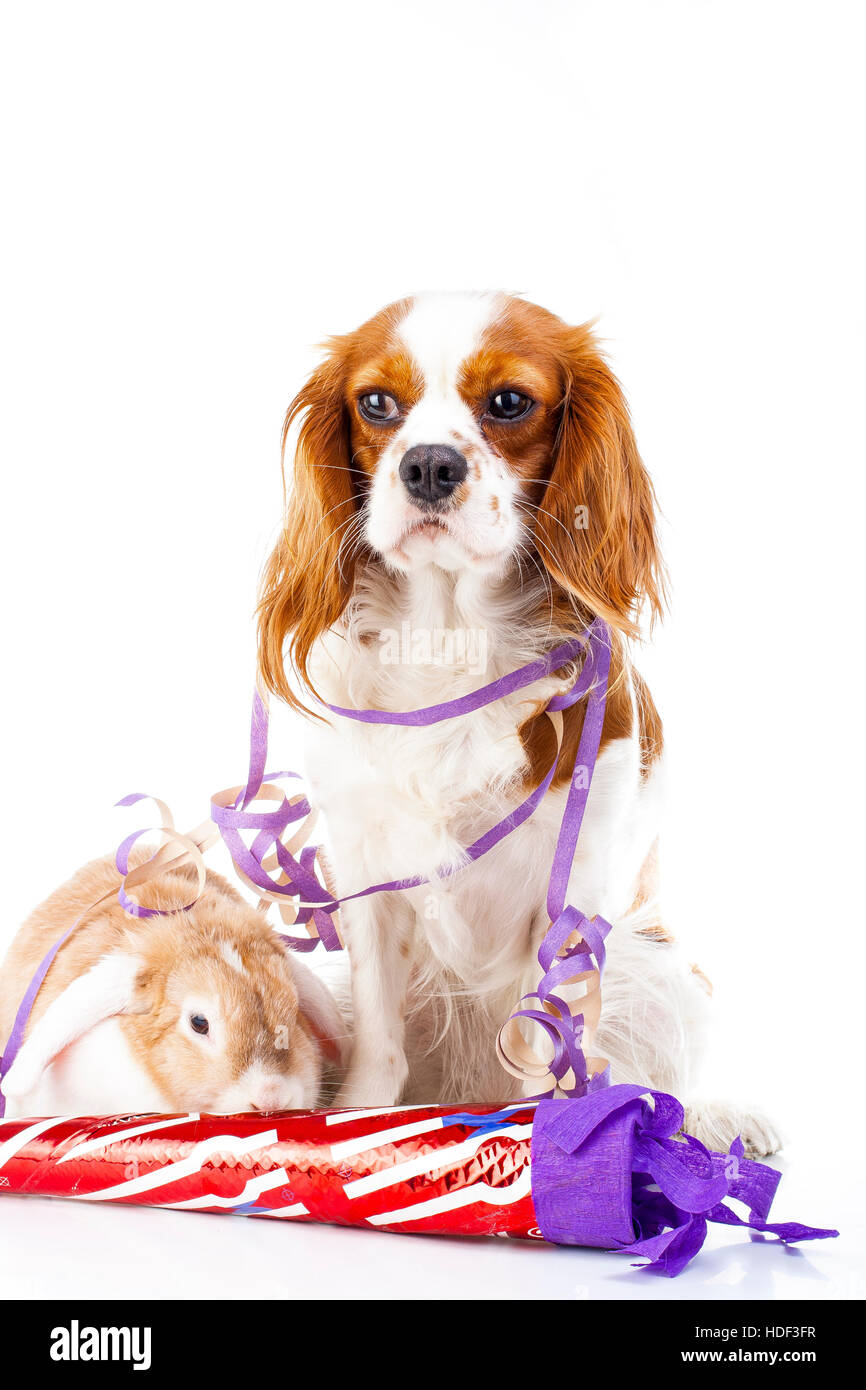 Animals celebrate your concept. Bunny lop and dog king charles dog in studio. Rabbit with dog white studio photo illustration. Stock Photo