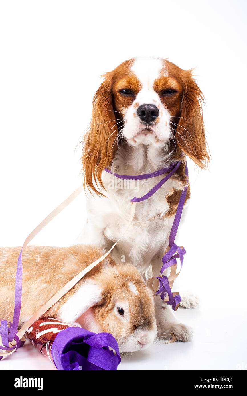 Dog with lop together hi-res stock photography and images - Alamy