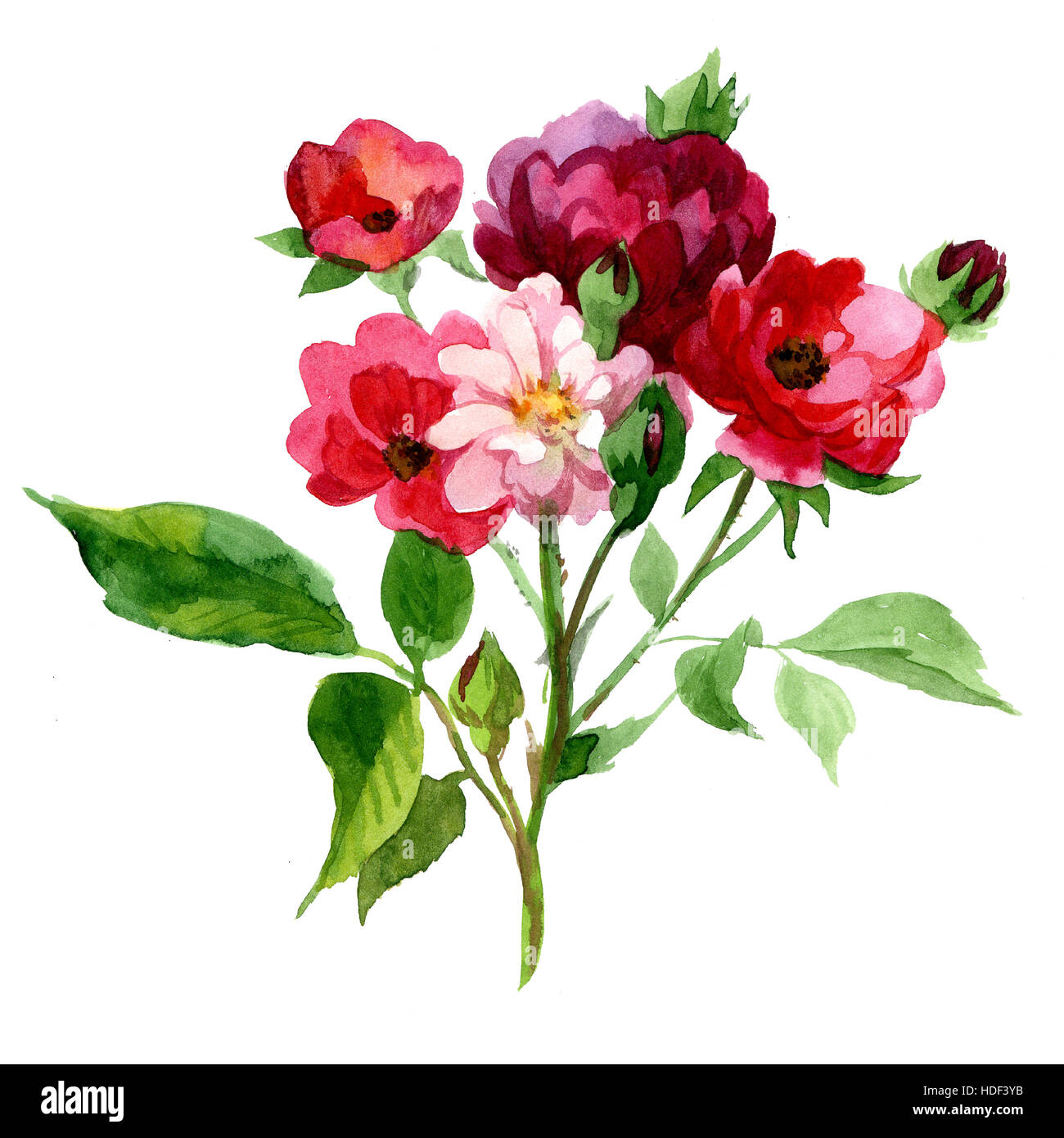 Peonies floral bouquet in watercolor Stock Photo - Alamy
