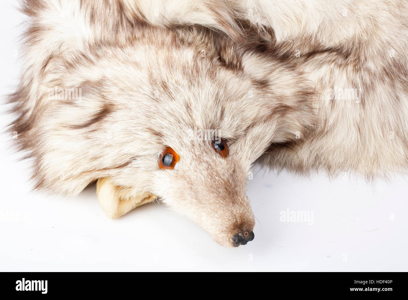 Fox fur concept agains animal cruelty. Silver fox fur isolated on studio white background. Illustration for any concept Stock Photo - Alamy Fox fur concept agains animal cruelty. Silver fox fur isolated on studio white background. Illustration for any concept Stock Photo - Alamy