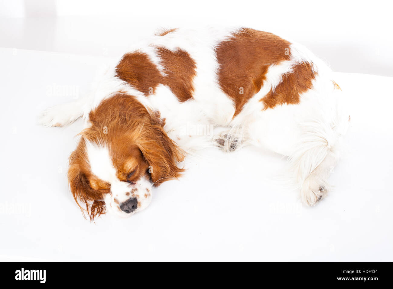 Sleeping dog. Dog sleeping in studio king charles spaniel. White background. cavalier king charles spaniel sleep. Stock Photo