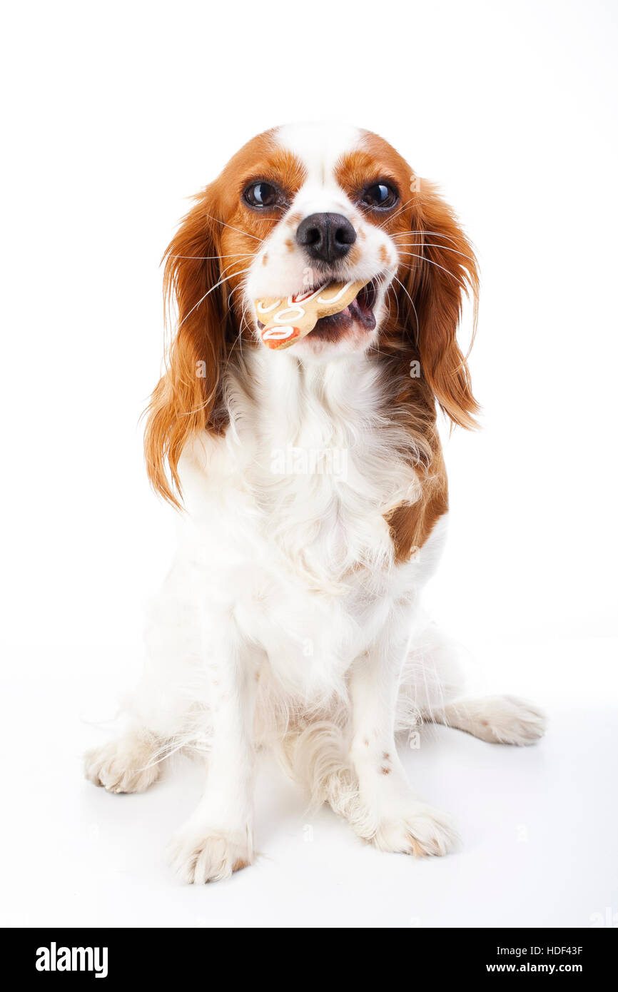 Dog with gingerbread food. Cavalier king charles spaniel Stock Photo