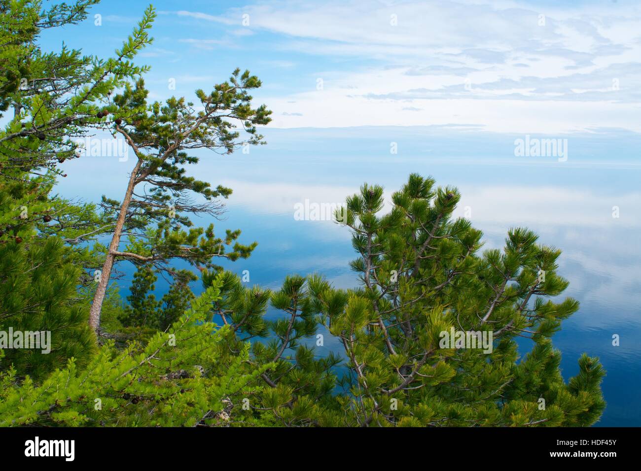 Trees on Lake Baikal Stock Photo