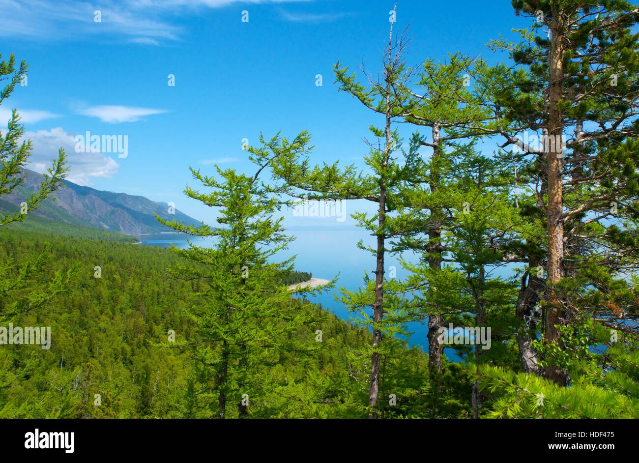 Trees on Lake Baikal Stock Photo