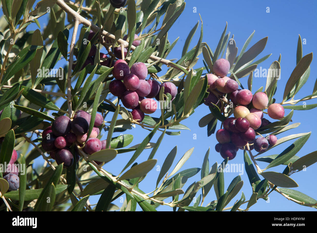 Olive Ripeness Olives ripening in the olive tree Stock Photo - Alamy