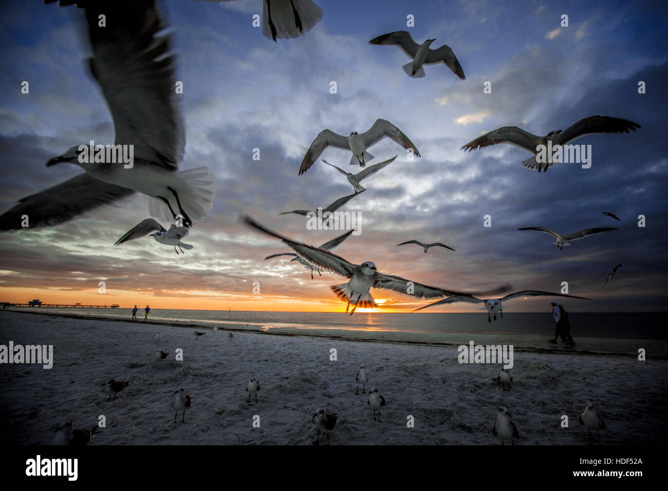 Birds flying in Clearwater Beach, Florida, USA during sunset. Artistic
