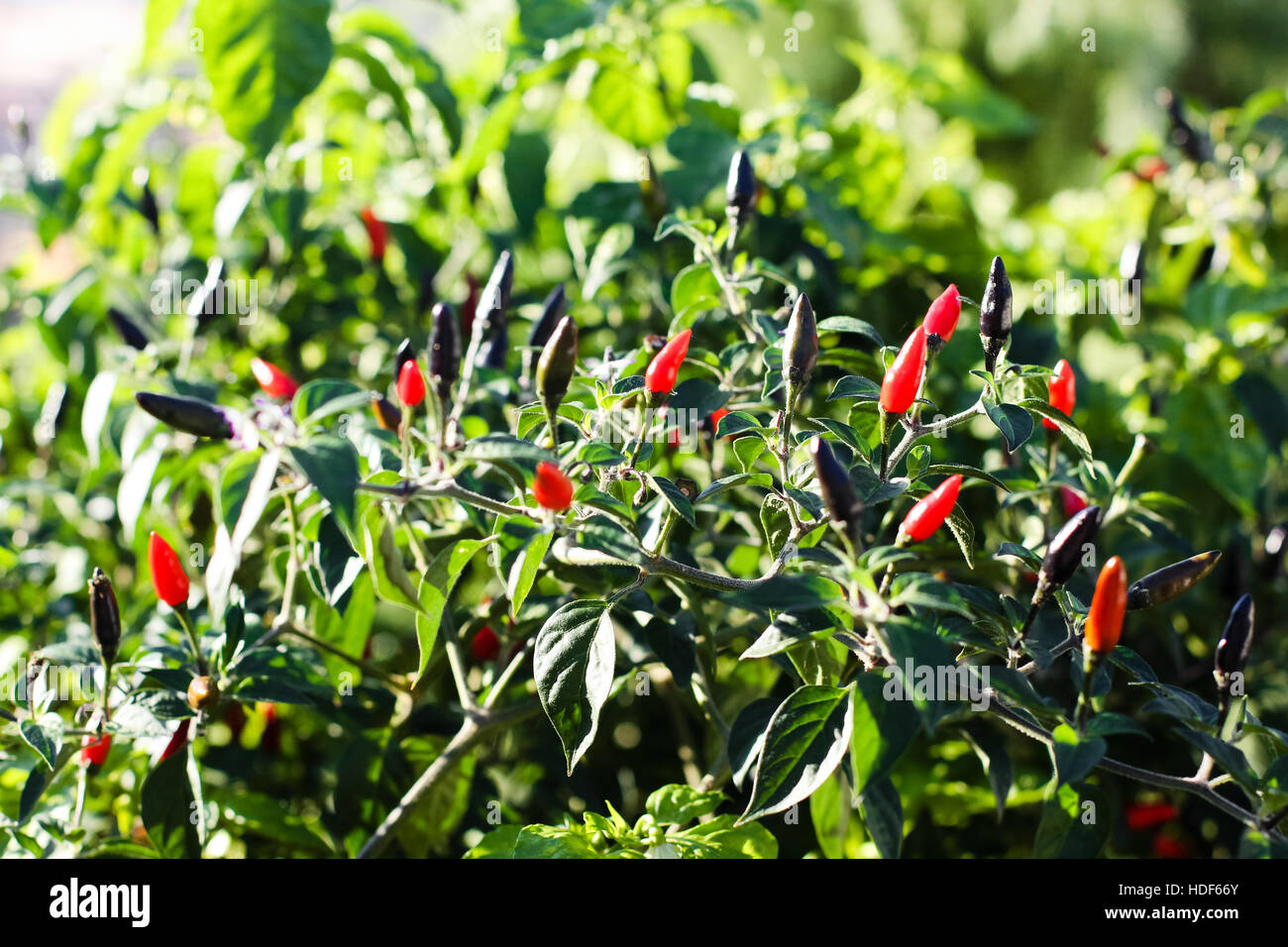 Red hot chili peppers Stock Photo Alamy