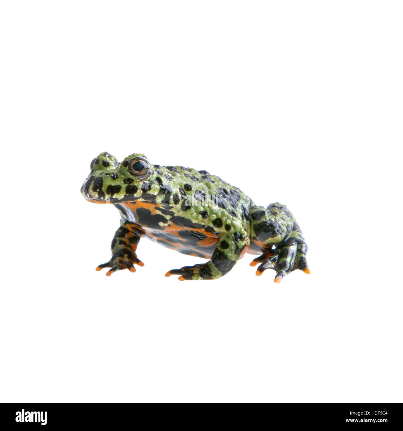 Frog (Bombina orientalis) isolated on a white background Stock Photo