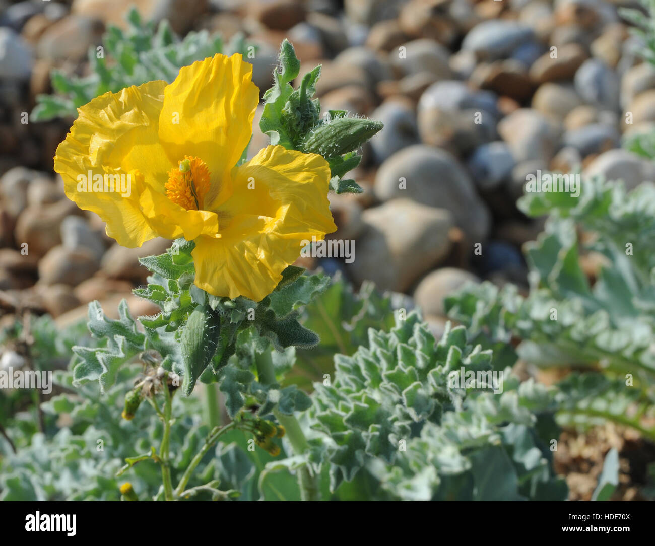 Plants of Yellow Horned Poppy (Glaucium flavum) with waxy bright yellow flowers and 30 cm long seed pods growing on shingle behind the beach. Stock Photo