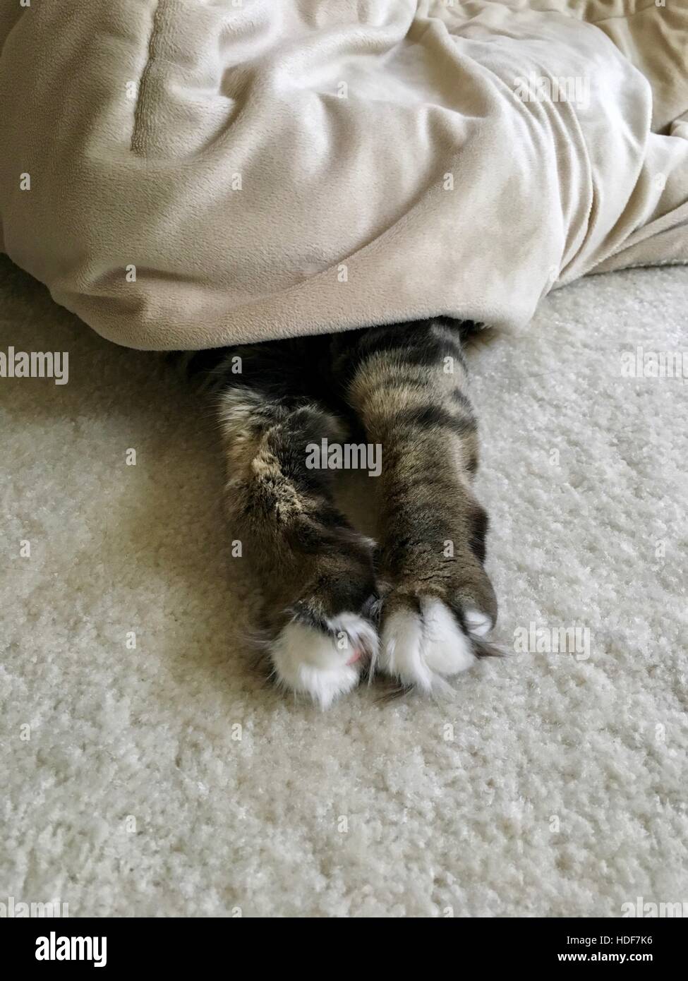 A cute tabby cat sleeping and hiding under a blanket Stock Photo Alamy