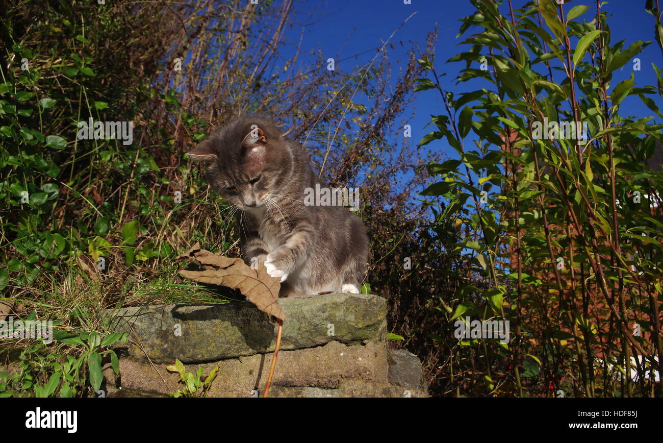Tabby cat playing with leaf Stock Photo Alamy