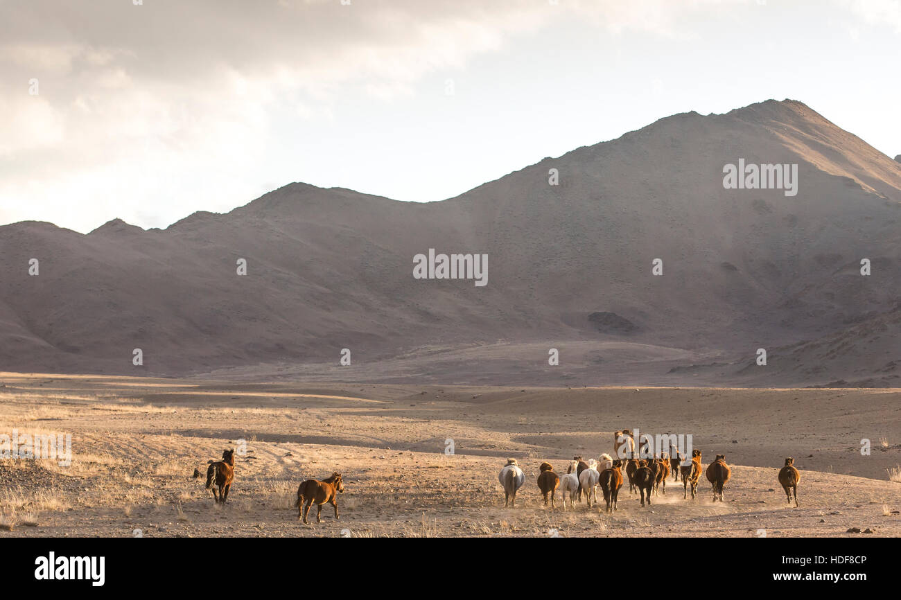 wild mongolian horses running in a steppe Stock Photo