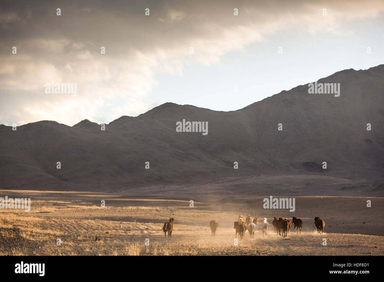 wild mongolian horses running in a steppe Stock Photo