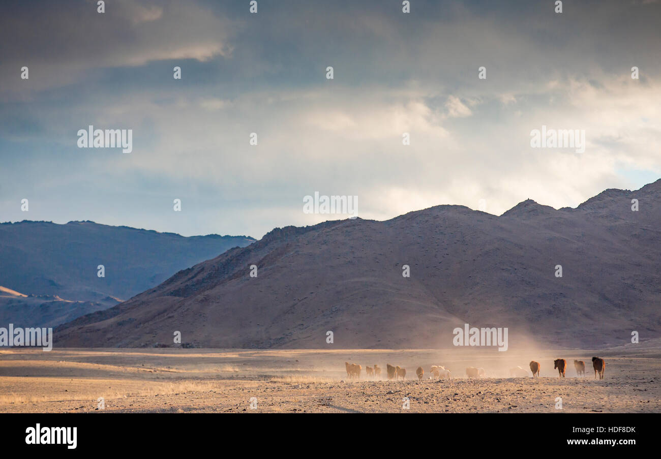 wild mongolian horses running in a steppe Stock Photo - Alamy