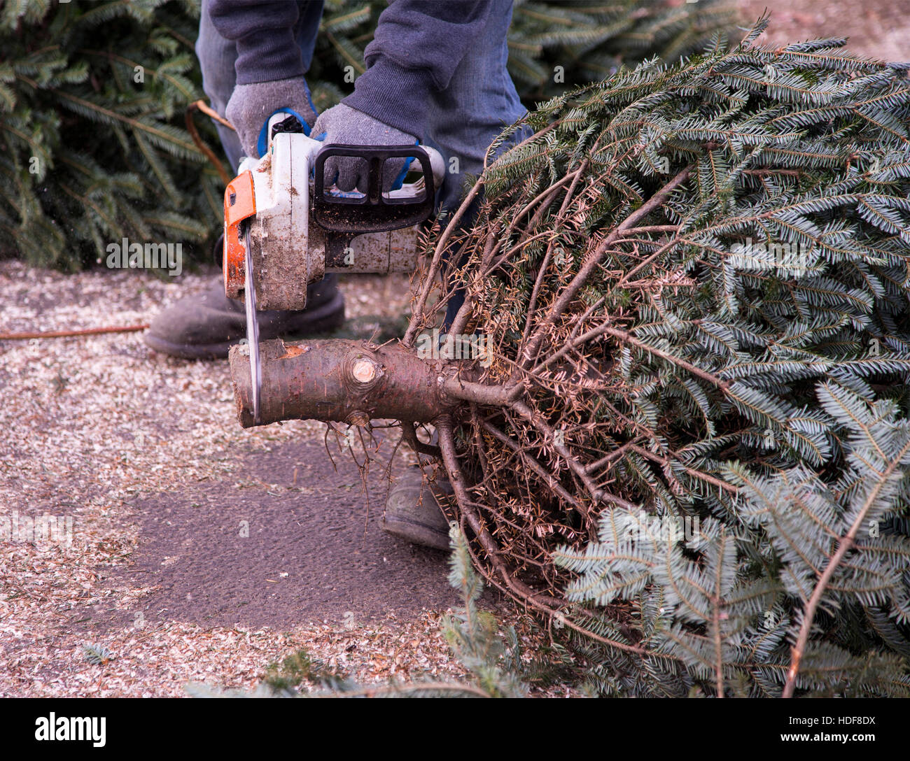 Worker cutting several inches off the trunk of a Christmas tree Stock Photo Alamy