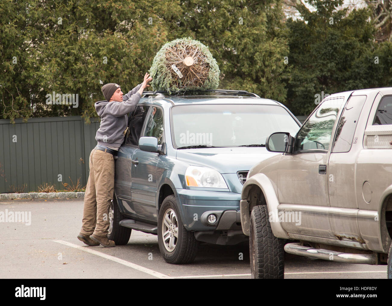 Christmas tree car roof hires stock photography and images Alamy