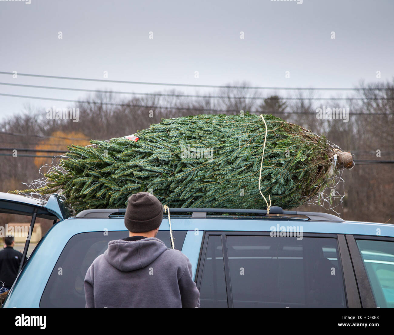 Christmas tree car roof hires stock photography and images Alamy