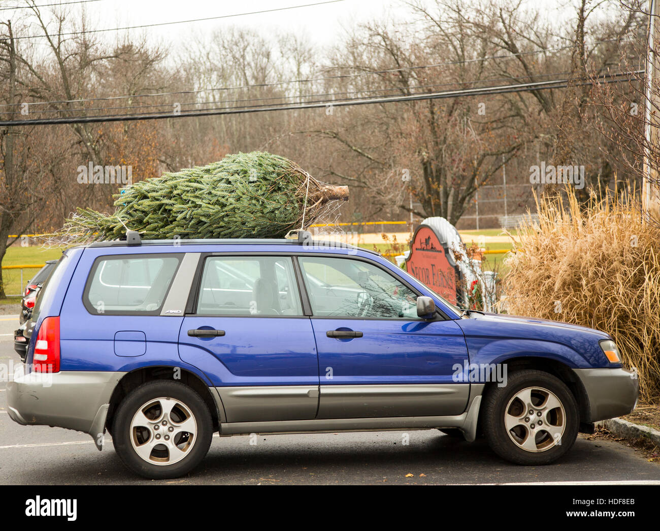Christmas tree car roof hires stock photography and images Alamy