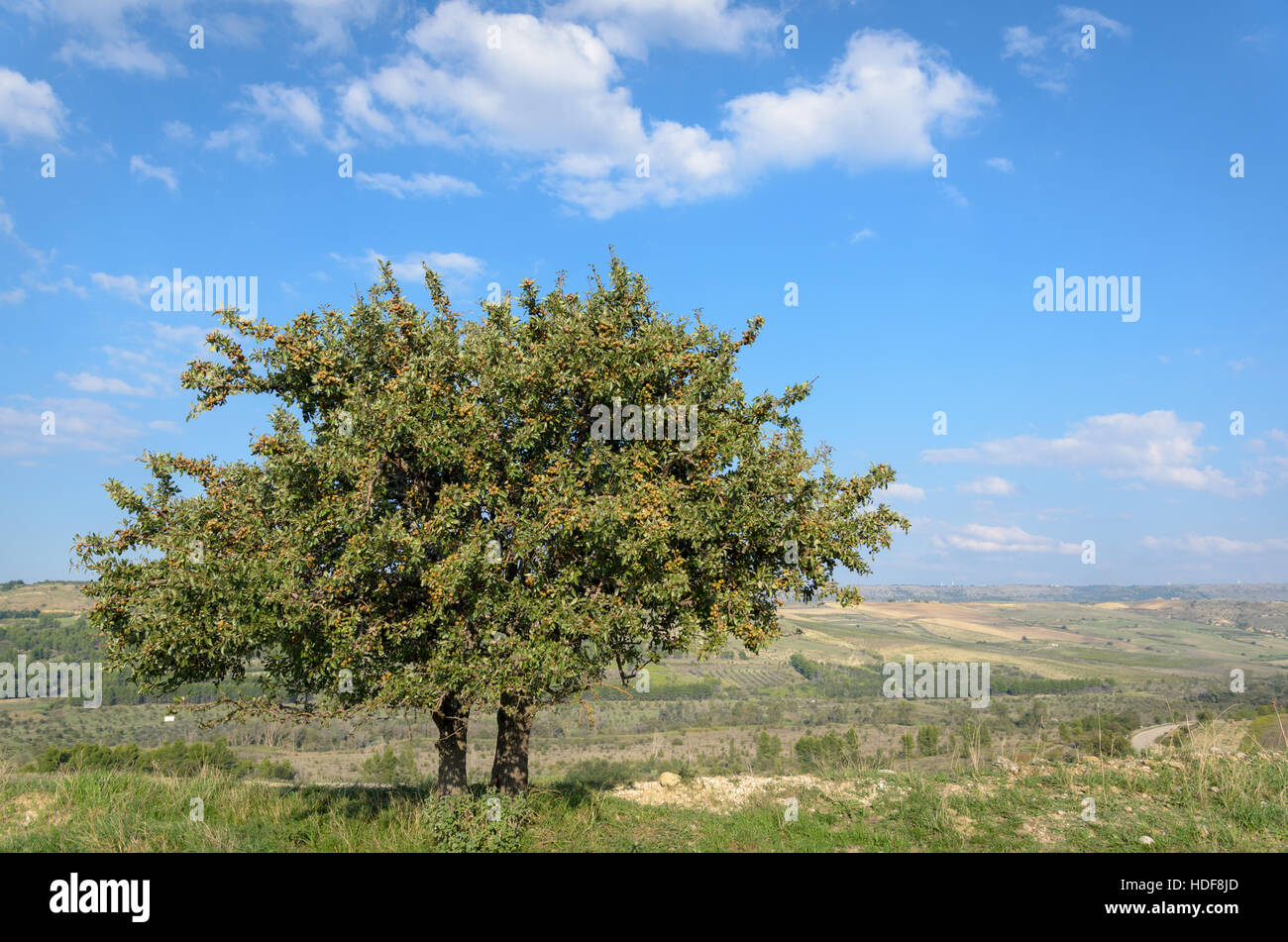 Pero selvatico (wild pear tree) - Pyrus pyraster and landscape in Puglia Italy Stock Photo