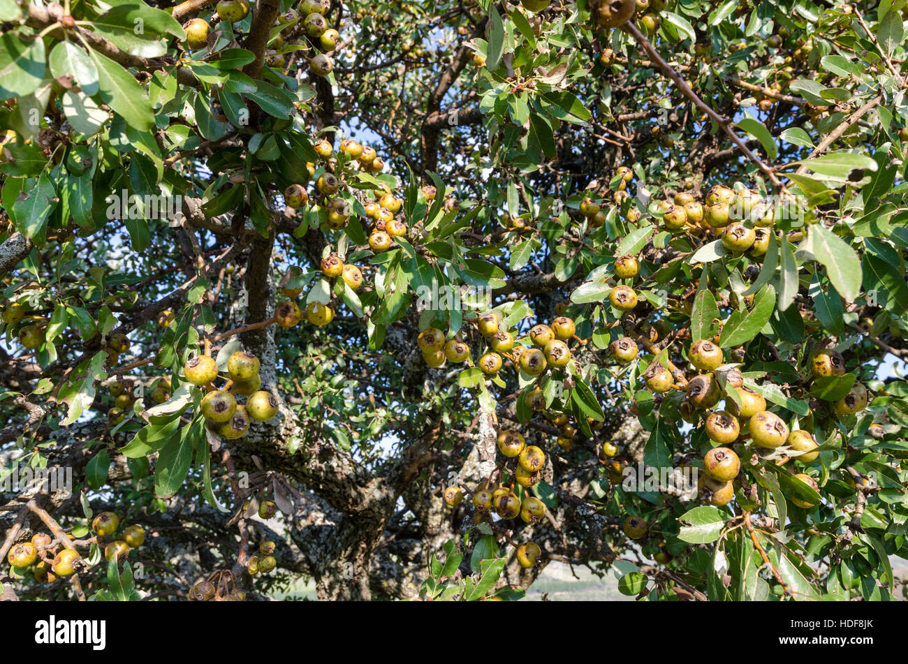 Pero selvatico (wild pear tree) - Pyrus pyraster Stock Photo