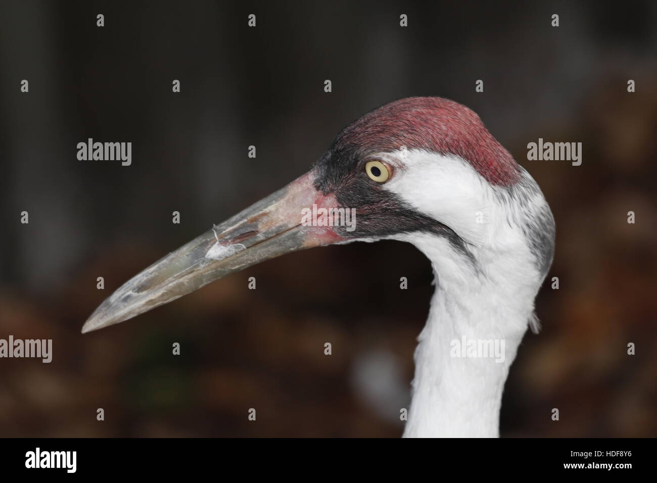 An Endangered Whooping Crane, Grus americana Stock Photo