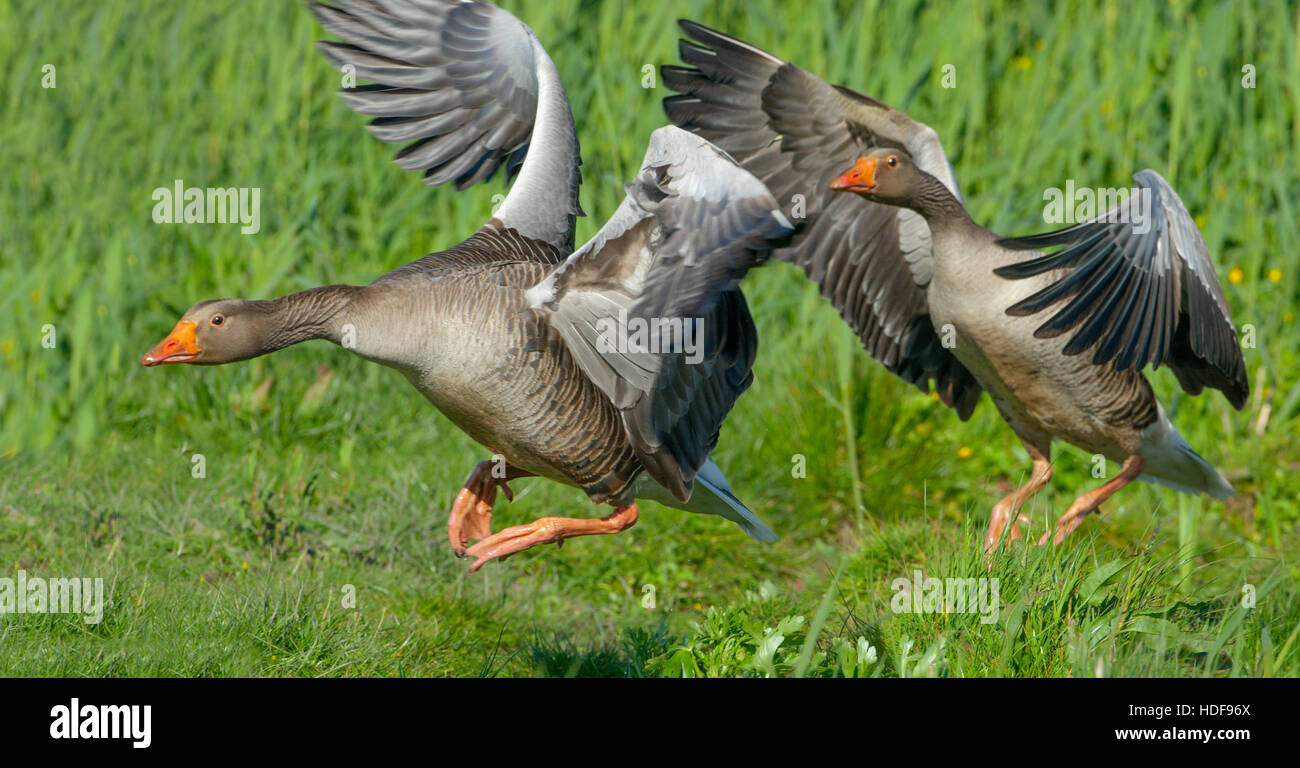 Greylag Goose Anser anser Pair Stock Photo