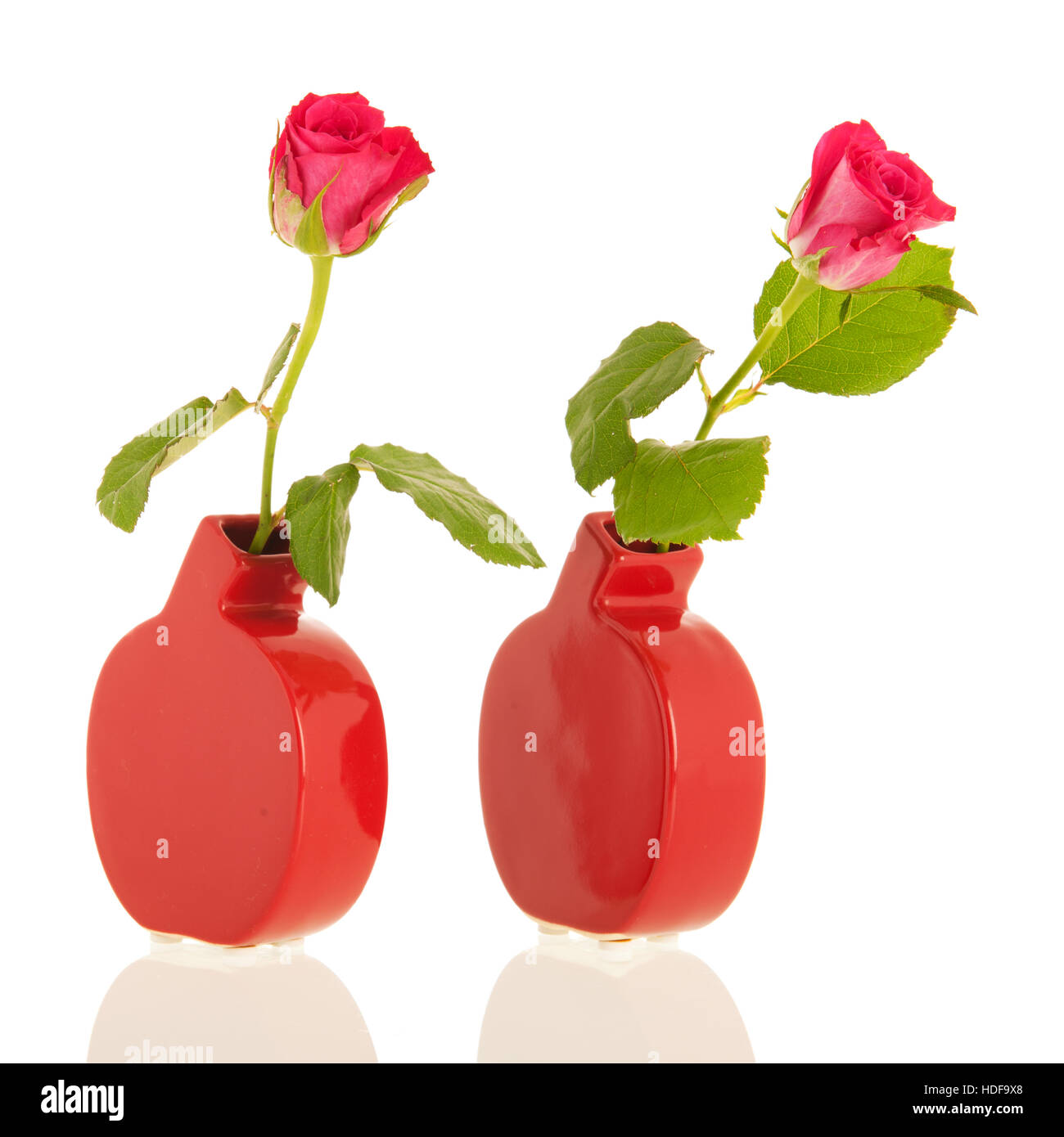 Two roses in red modern vases isolated over white background Stock ...